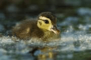 baby duck
