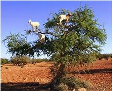 goat in tree