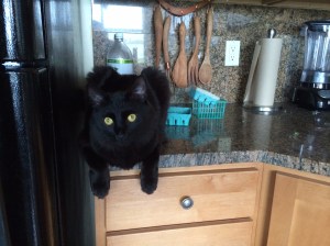 Nico kitchen counter