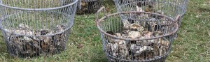 oyster-baskets