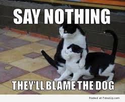 blame dog