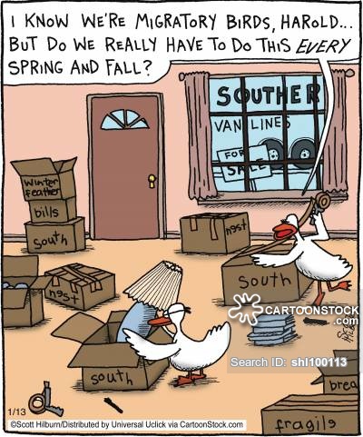 'I know were migratory birds, but do we really have to do this every spring and fall?'