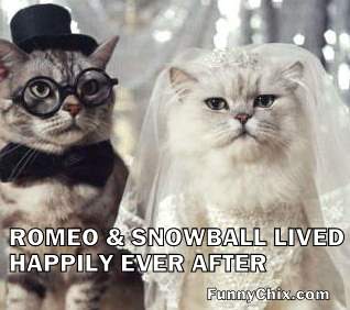funny-pictures-cat-wedding
