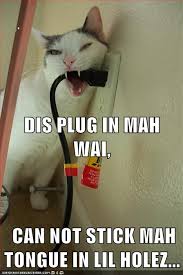 cat chew on plug