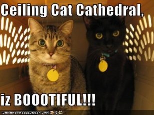 cat cathedral